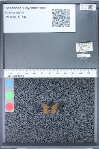 Media type: image;   Entomology 71631